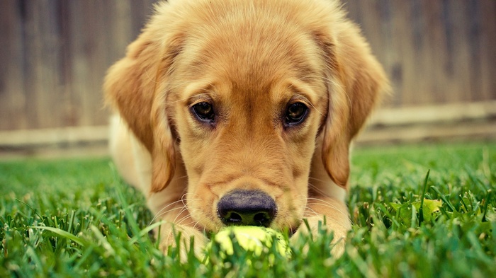 Golden Retriever puppy with a ball on grass