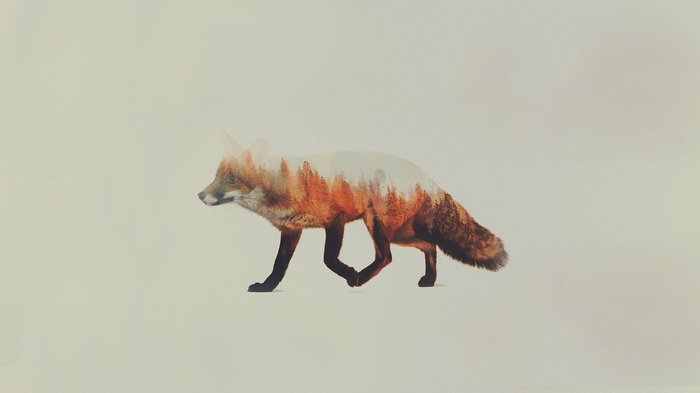 Double exposure of a fox and a forest by Andreas Lie