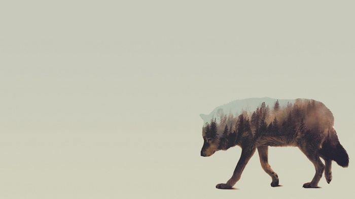 Double exposure of a wolf and a forest