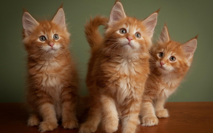 Three orange Maine Coon kittens sitting on a wooden surface