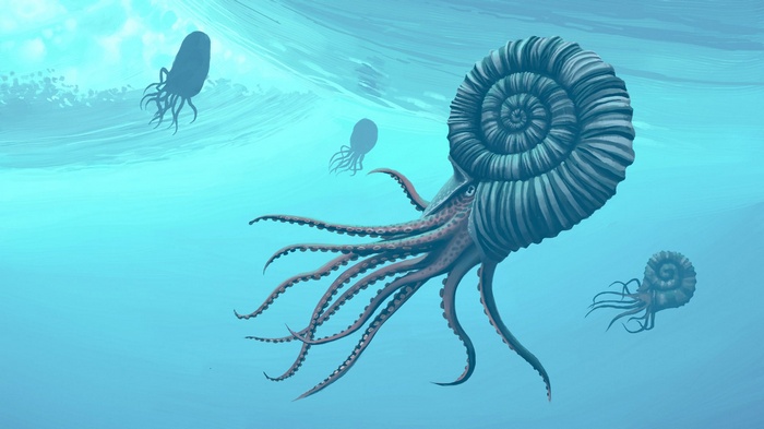 Ammonite creatures swimming in the ocean