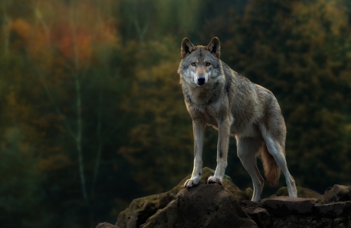 A wolf stands on rocks in a forest