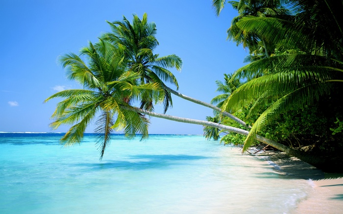 Tropical beach with palm trees and turquoise water