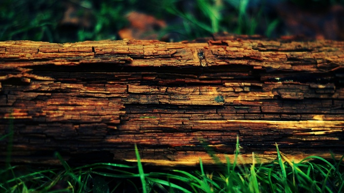 Close-up of a weathered log on green grass