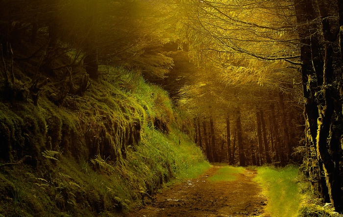 A dirt path winds through a mossy forest with golden light.