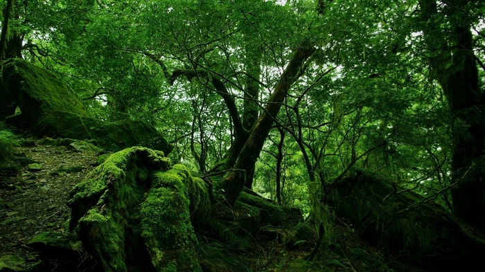 Mossy rocks and trees in a dense forest