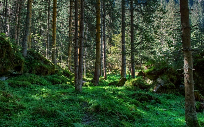 Sunlight filters through a dense forest with mossy rocks.