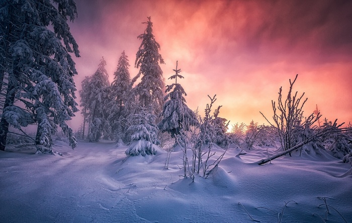 Winter forest with snow and pink sunset sky