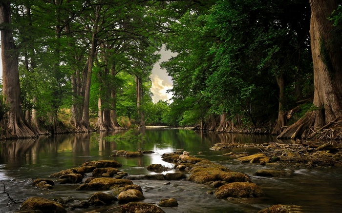 River flowing through a forest with large trees and roots