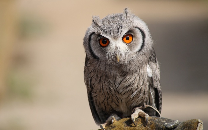Close-up of a Southern White-Faced Owl with bright orange eyes