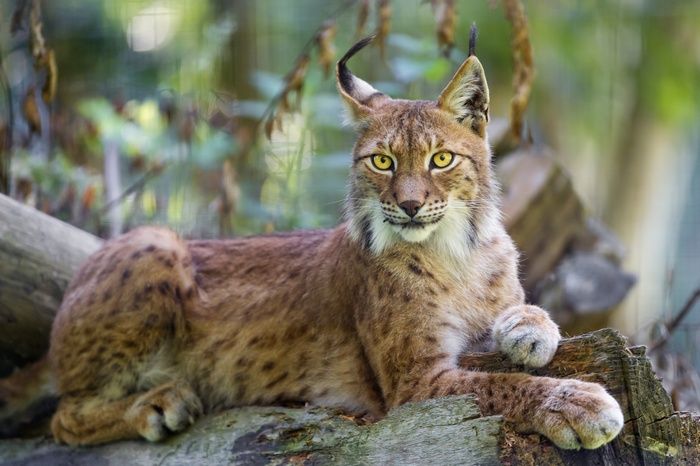 A lynx rests on a log in a forest