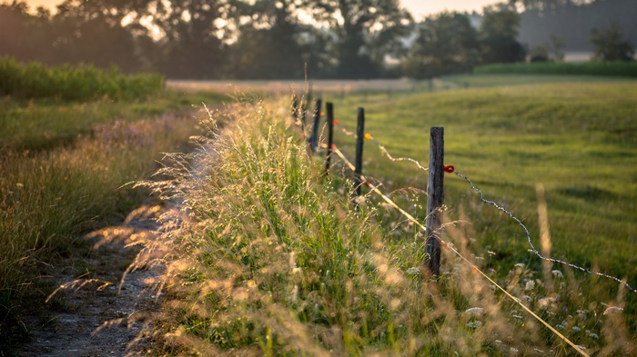 Sunlit grassy field with a fence and dirt path