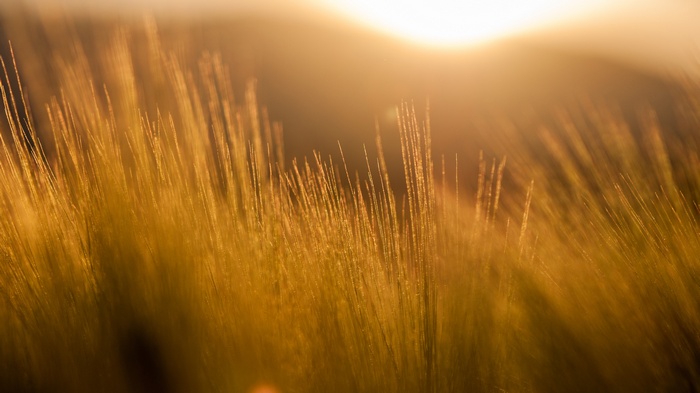 Golden barley field at sunset with sun rays