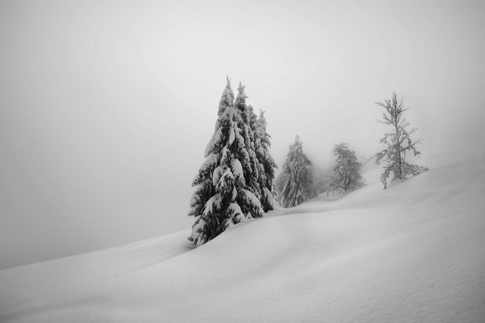 Snow-covered trees on a foggy winter day