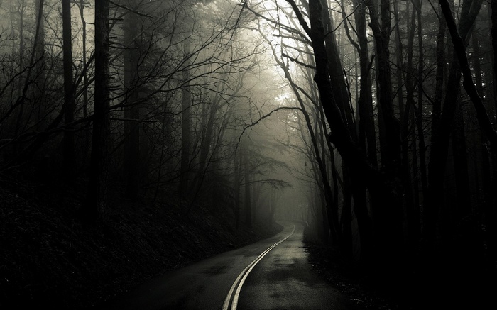 A winding road through a foggy forest