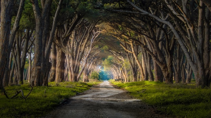 A dirt road through a dense forest with sun rays