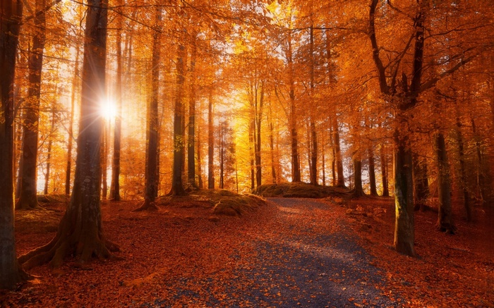 Sunlight filtering through autumn trees in a forest