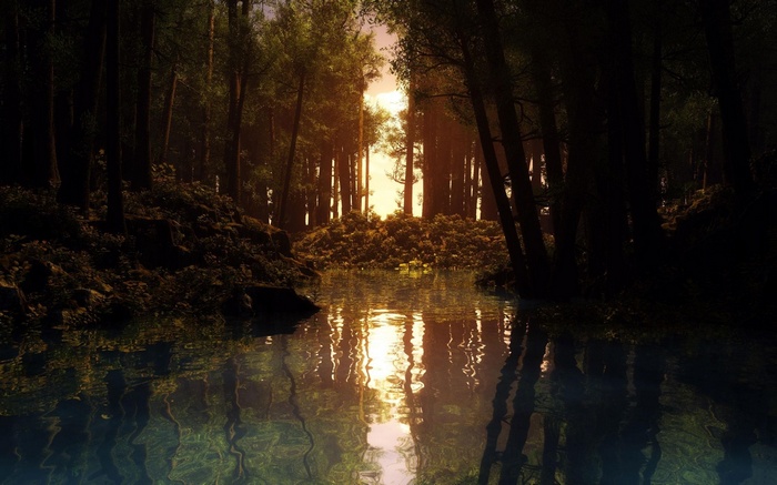 Sunlight filters through trees onto a forest stream