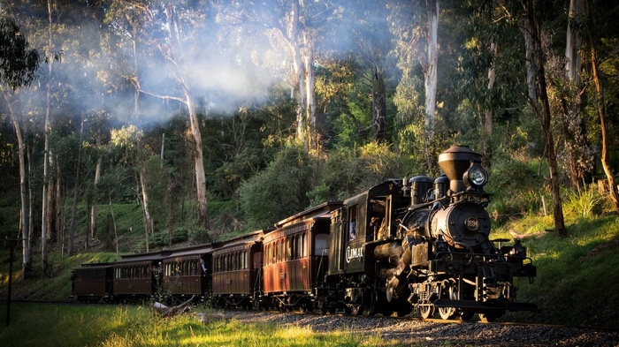 Steam locomotive train traveling through a forest