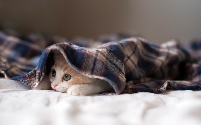 Kitten peeking from under a plaid blanket