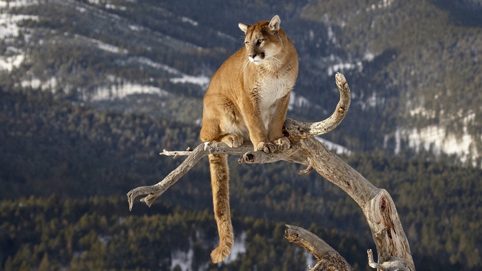 A puma sits on a dead tree branch in a mountain landscape.