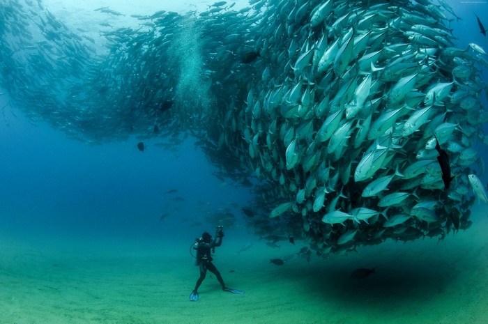 Scuba diver photographs a massive school of fish underwater