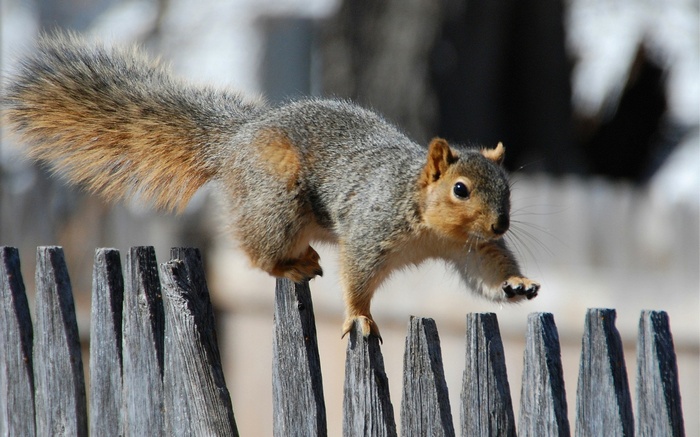 A squirrel jumps on a wooden fence