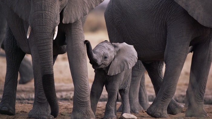 Baby elephant with adult elephants in nature