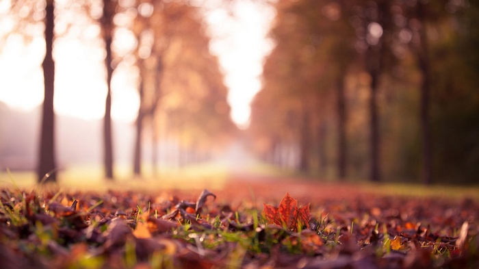 Autumn leaves on the ground in a forest path