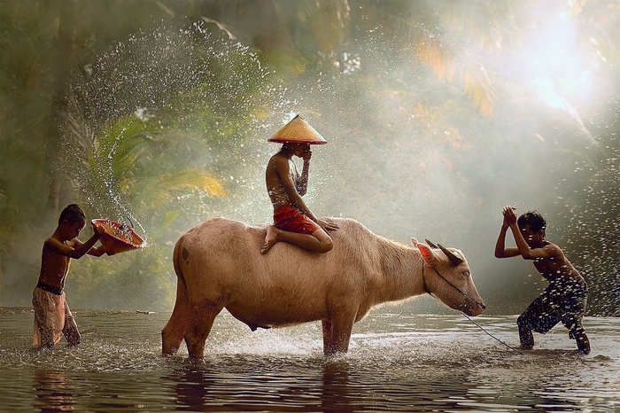 Children playing with a water buffalo in a river