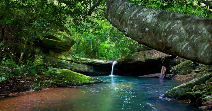 Waterfall in a mossy forest in Australia