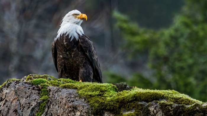 Bald eagle perched on a mossy rock