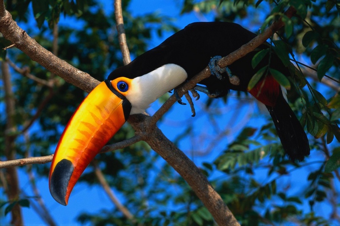 Toucan perched on a tree branch