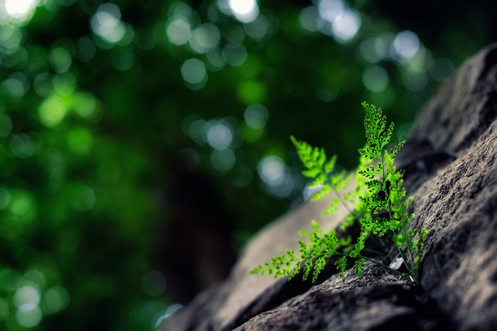 Green fern growing on a rock with bokeh background