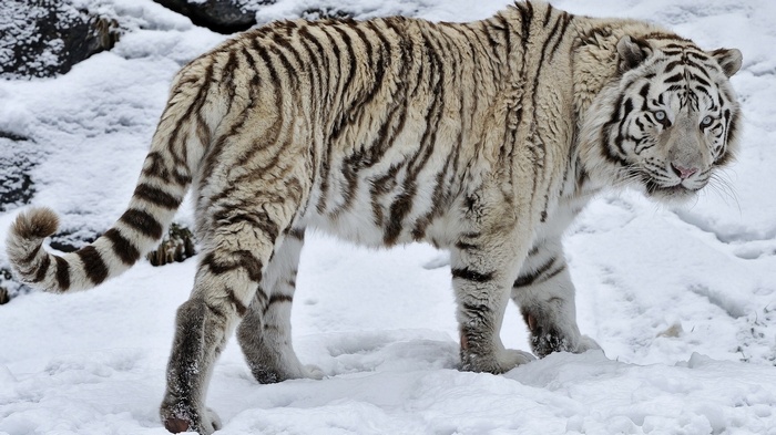 White tiger standing in the snow