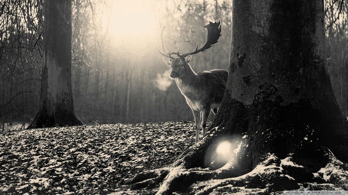 Deer in a monochrome forest with sunlight