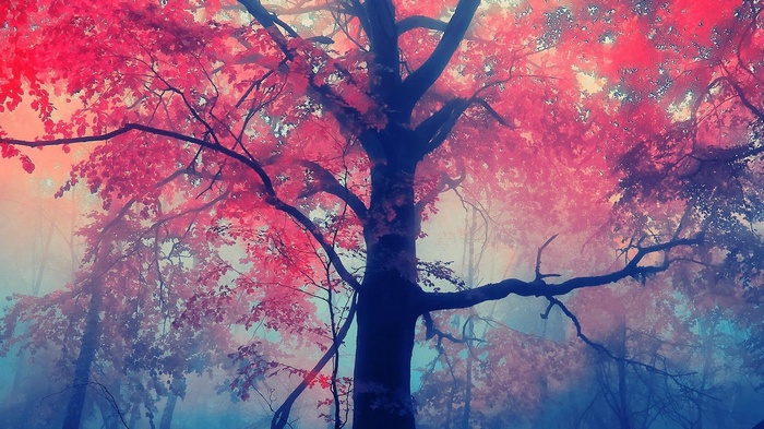 Misty forest with vibrant pink and blue trees