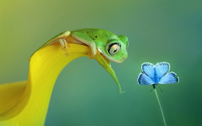 amphibian, butterfly, frog, flowers