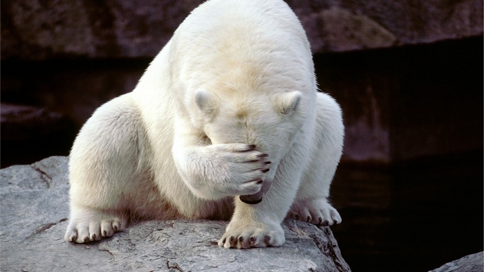 Polar bear covering its face on a rock