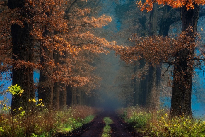 A misty forest road lined with autumn trees