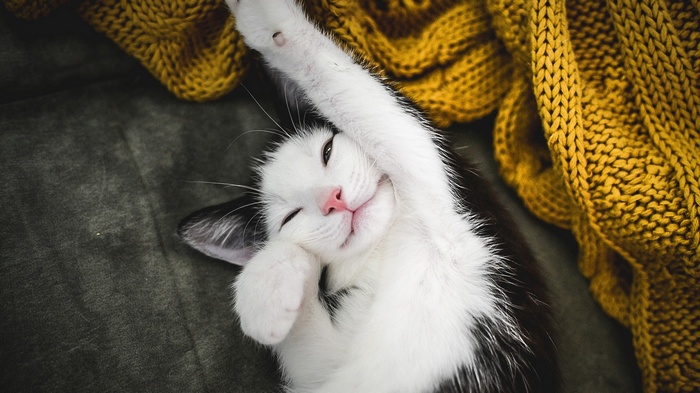 Black and white cat stretching on a yellow blanket