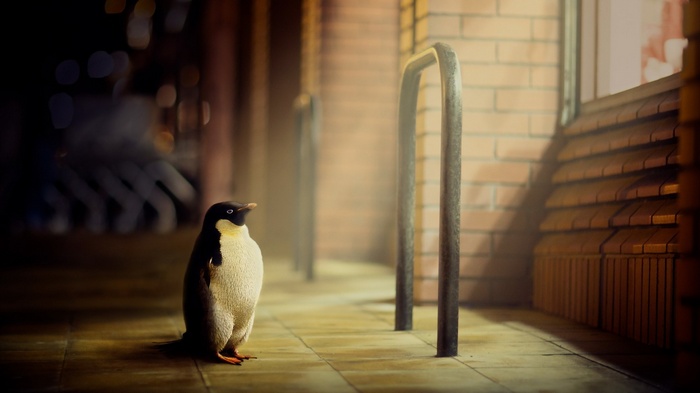A lone penguin stands on a tiled walkway at night.