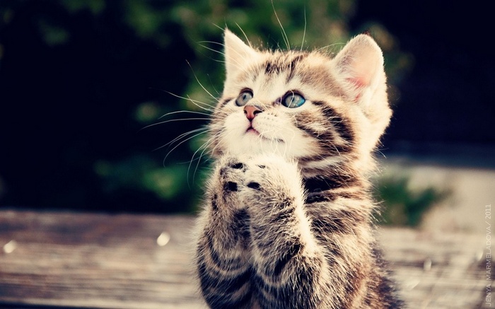 A kitten praying with its paws together