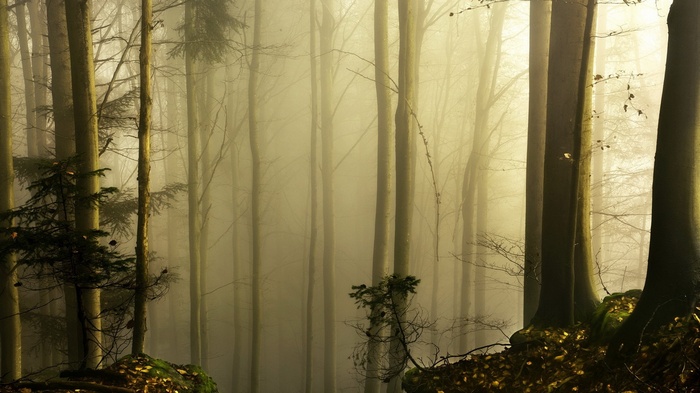 Misty forest with tall trees and mossy rocks