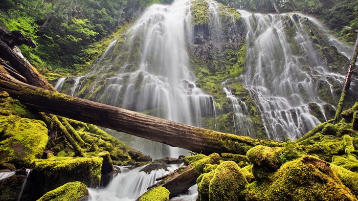 Mossy rocks and fallen trees at a waterfall