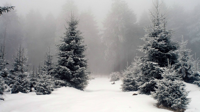 Snowy forest with fir trees and fog
