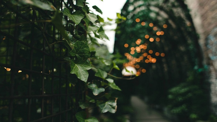 Green ivy leaves on a fence with bokeh lights
