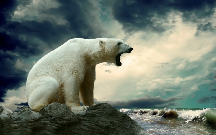 Polar bear roaring on rocks by the sea