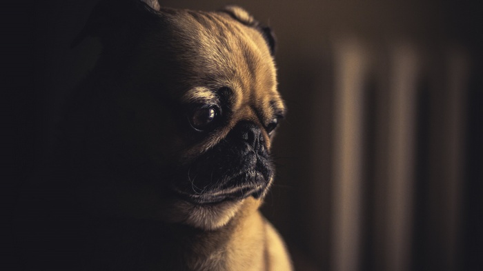 Close-up of a pug dog's face
