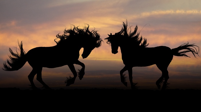 Two horses silhouetted against a sunset sky